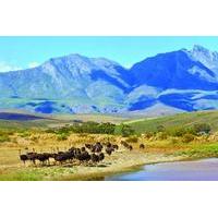 4 day guided tour of the garden route from cape town