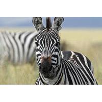 4-Day Safari from Arusha: Tarangire, Serengeti and Ngorongoro