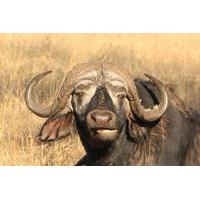 4-Day Wildlife Adventure from Arusha: Lake Manyara, Serengeti and Ngorongoro Crater