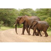 4-Day Kruger National Park Safari Adventure