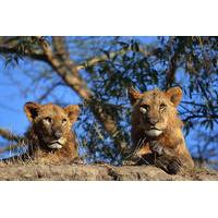 4-Day Masai Mara and Lake Nakuru Safari from Nairobi