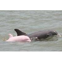 4-Day Pink Dolphins in Pacaya Samiria