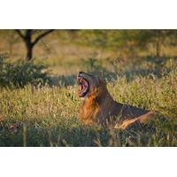 4-Day Kruger Park Tour from Johannesburg