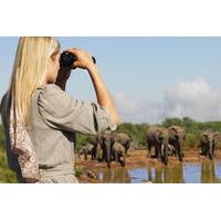 4-Day Addo and Garden Route Safari Guided Tour from Cape Town