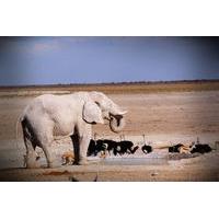 4-Day Etosha And Swakopmund Adventure from Windhoek