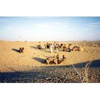 4 night golden sands of rajasthan tour including jaisalmer and the sam ...