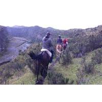 4-Day Horse Trek Through Andes or Cloud Forest