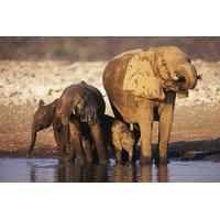 4-Day Namibia Etosha Safari from Windhoek or Swakopmund