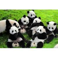 4-Night Soul of Xi\'an and Chengdu Tour by Air Including Panda Visit