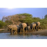 4-Day Wild Life Safari Tour of Kruger National Park from Johannesburg