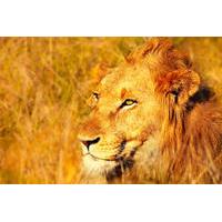 4-Day Kruger National Park Safari Tour from Johannesburg: Game Drives and Wilderness Walks