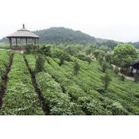 4 day hangzhou private tour west lake and longjing tea plantation