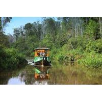 4 day private orangutan and bornean primates tour from pangkalanbuun