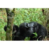 4 Days Flying Gorilla Safari From Uganda