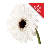 4 Classic White Gerberas