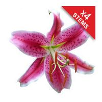 4 Classic Pink Lilies