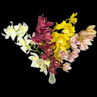 4 Classic Mixed Cymbidium Orchids