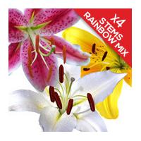 4 Classic Mixed Lilies