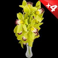 4 classic green cymbidium orchids