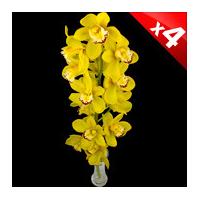 4 Classic Yellow Cymbidium Orchids