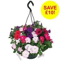 4 petunia grand prix pre planted hanging baskets