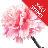 40 classic pink carnations