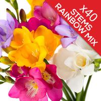 40 Classic Mixed Freesias