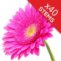 40 Classic CERISE Pink Gerberas