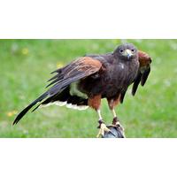 40% off Bird of Prey Falconry Experience in Oxfordshire