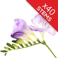 40 classic lilac freesias