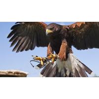 40 off bird of prey falconry experience in warwickshire