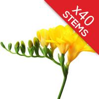 40 Classic Yellow Freesias