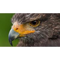 40% off Bird of Prey Falconry Experience in Bedfordshire