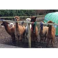 40 instead of 60 for an alpaca walk and meet the farm animals experien ...