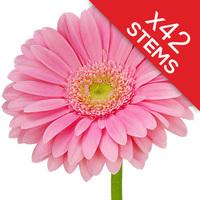 42 classic pink gerberas