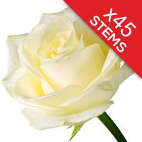 45 White Roses