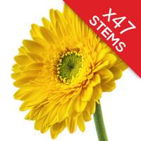 47 Classic Yellow Gerberas