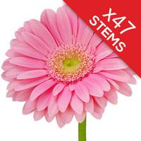 47 Classic Pink Gerberas