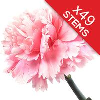 49 Classic Pink Carnations