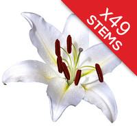 49 Classic White Lilies