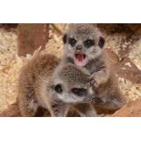 £49 for a Meet the Meerkats experience for two at a choice of five locations from Buyagift!