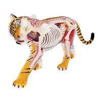 4D Vision Tiger Anatomy Model
