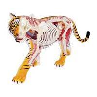 4d vision tiger anatomy model