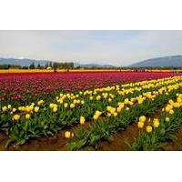 5-Night Luxury Package Tour of Kashmir from Srinagar