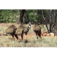 5-Day Outback Farm and Wildlife Experience from Brisbane