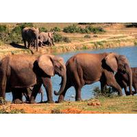 5-Day Garden Route Adventure with Addo Safari Guided Tour from Cape Town