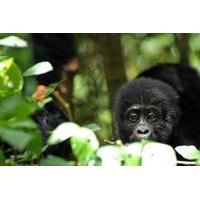 5 Days Rwanda Uganda Gorilla Tour