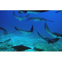 5 day galapagos diving tour accommodation and full day diving excursio ...