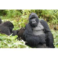 5 Day Cozy Encounter with Volcano Silverback Mountain Gorillas and Avifaunal Rambling in the Rugezi Marsh of Rwanda