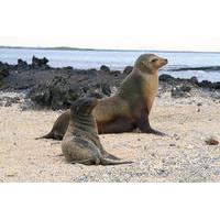 5-Day Galapagos Land Tour: Magic of Isabela Including Santa Cruz